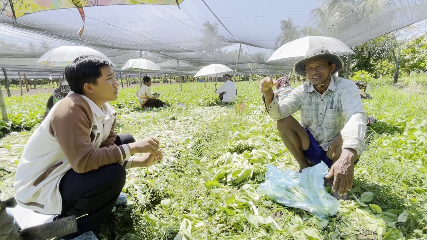 Field research with a Cambodian vegetable farmer in Kampong Cham